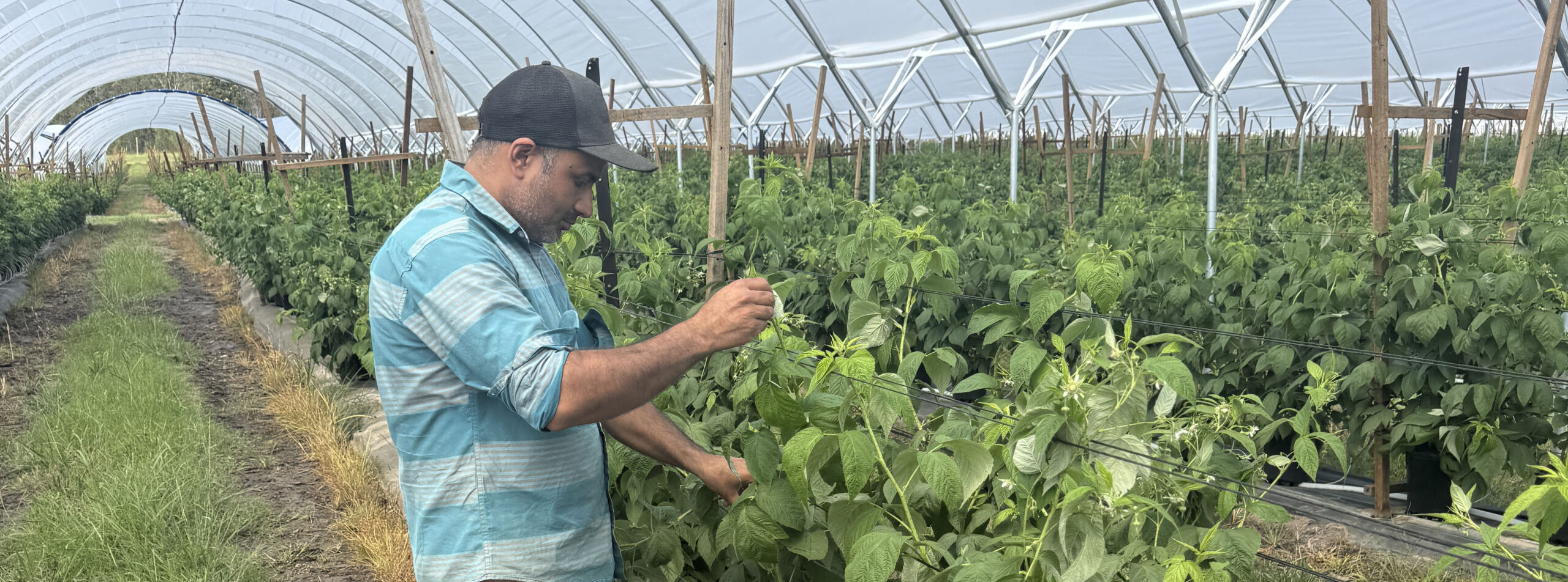 Coffs Coast Berry Farmer